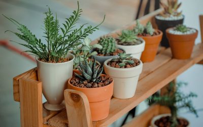 Secrets et mystères : Ce que les fleuristes ne veulent pas que vous sachiez