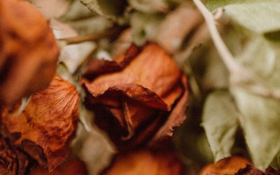 Ces secrets cachés dans le CAP Fleuriste qui vont changer votre vision des fleurs