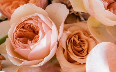 Le sombre secret des fleurs toxiques : ce que votre fleuriste ne vous dit pas
